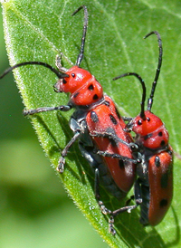 Red Milkweed Beetle